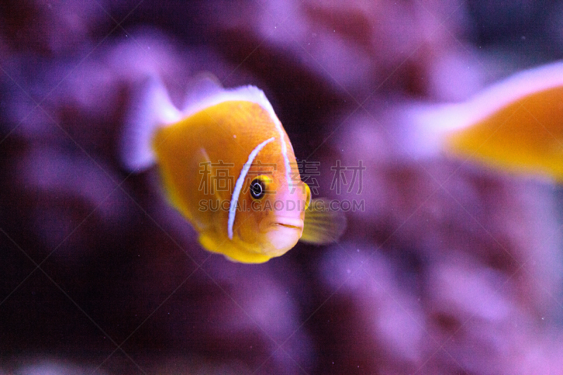 粉红色海葵,臭鼬,橙色,海葵,海葵鱼,礁石,珊瑚,人工饲养动物,热带鱼,水族馆
