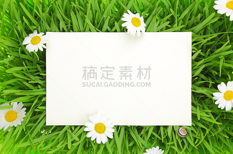 草,背景,白色,仅一朵花,自然,留白,复活节,水平画幅,长方形