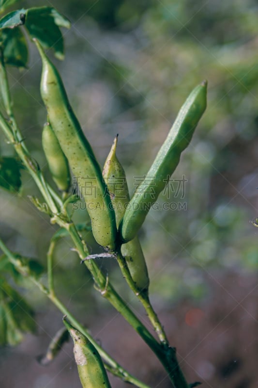 豆,蔬菜,瓢虫,易腐,垂直画幅,无人,户外,豆科植物,特写,田地