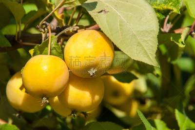 苹果,野生植物,海棠,苹女郎,水平画幅,水果,秋天,酸味,蔷薇科,果树