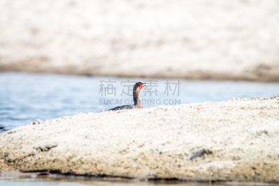 苇丛鸬鹚,海滩,野生动物,环境,环境保护,鸬鹚,动物,鸟类,户外,南