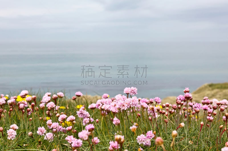 海石竹,温带的花,草原,水平画幅,无人,夏天,户外,沿海平原,草,田地