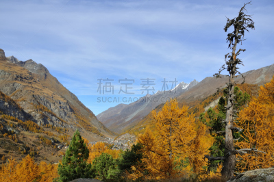 策尔马特,落叶松,死亡的植物,天空,水平画幅,无人,户外,树林,瑞士阿尔卑斯山,高处