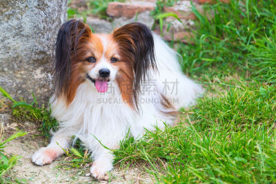 草,蝴蝶犬,绿色,美,水平画幅,斯皮茨狗,夏天,户外,生日,青年人