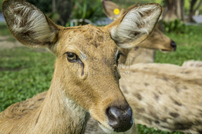 鹿,鹿科,概念,brow-antlered deer,自然,褐色,水平画幅,注视镜头,无人,两只动物