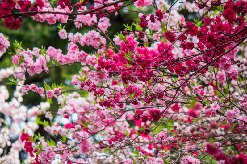 新宿御苑,东京,日本,桃花,樱桃,垂枝日本早樱,亚洲樱桃树,桃树,花见节,桃