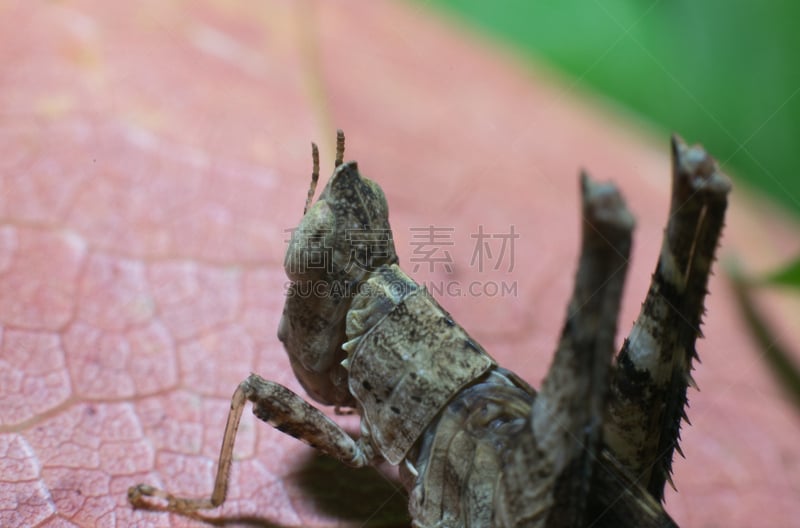 褐色,干的,蜘蛛,叶子,自然,野生动物,水平画幅,可爱的,跳跃蜘蛛,问候