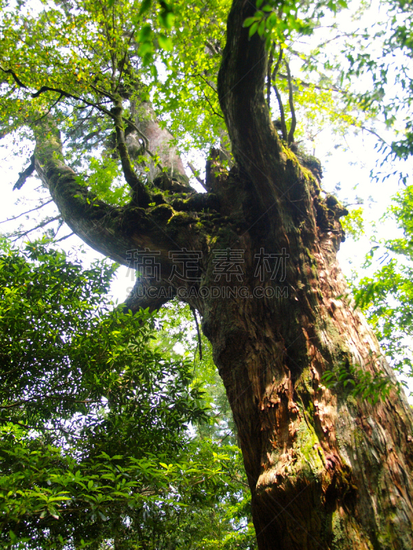 屋久岛,鹿儿岛县,日本,森林,自然,垂直画幅,公主,苔藓,旅行者,绳文杉