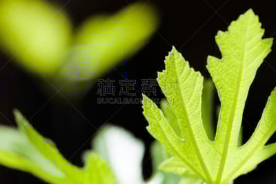 绿色,叶子,green corn lily,春侧金盏花,佛焰苞,肉穗花序,植物类型,玉簪属植物,叶绿素,光合作用