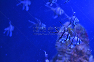 水,条纹,鱼类,小的,羊群,充气筏,水平画幅,水下,鲨鱼,海草