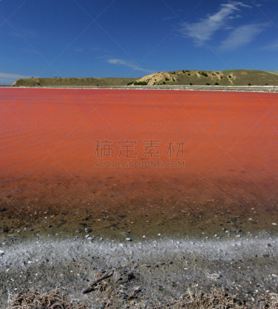 新西兰,垂直画幅,红藻,无人,藻类,户外,海洋,红色,盐,摄影