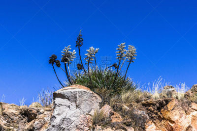 山,植物群,岩石,视点,云,仙人掌,草,鸟类,印加人文明,阴影