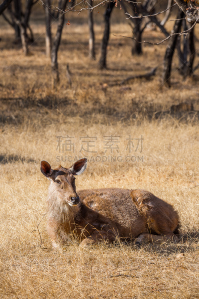 鹿,特写,印度次大陆人,野生动物保护区,名人踪迹,时区,拉贾斯坦邦,垂直画幅,早晨,户外