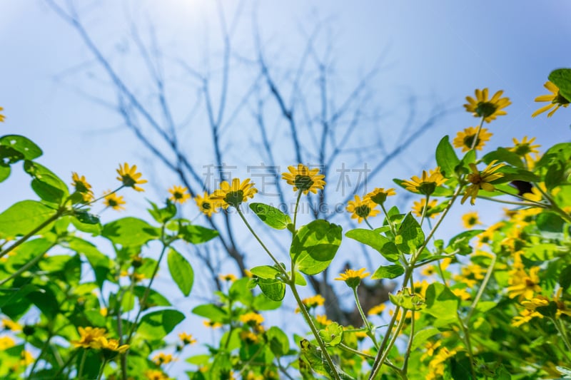 Daisy garden