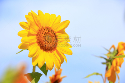 天空,向日葵,海洋,在下面,水平画幅,无人,园艺,夏天,户外,特写