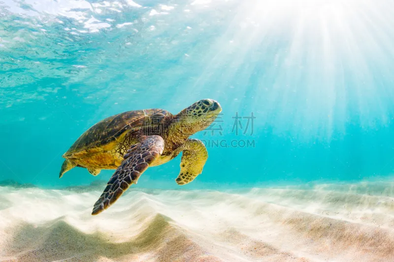 绿蠵龟 自然美 海龟 北部岸 夏威夷 哈莱伊瓦 瓦胡岛 水下 水中呼吸器 珊瑚图片素材下载 稿定素材