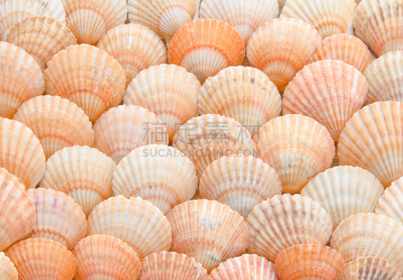 扇贝,贝壳,多层效果,平衡折角灯,式样,水平画幅,橙色,软体动物,柔和色,动物斑纹