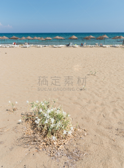 sea lily,水仙花,蜘蛛百合,法马古斯塔,花茶,垂直画幅,水,美,留白,沙子