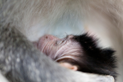 猴子,森林,巴厘岛,bay colobus monkey,长尾猕猴,猕猴,驯养动物,香蕉树,贪欲,水