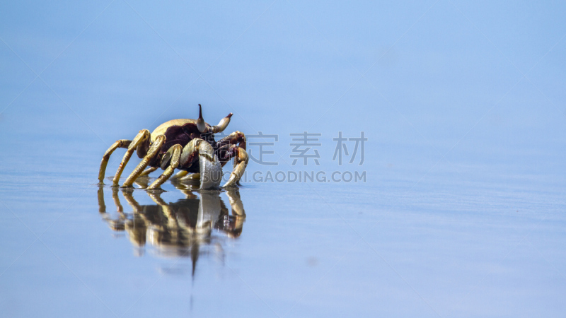 泰国,鬼蟹,海滩,岛,有角的,自然,野生动物,水平画幅,沙子,无人