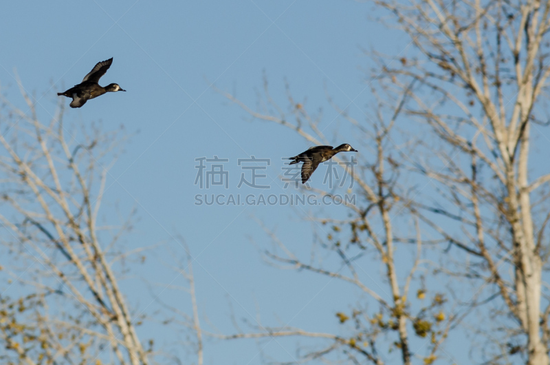 秋天,鸭子,过去,两只动物,自然,野生动物,美国,水平画幅,鸟类,野外动物