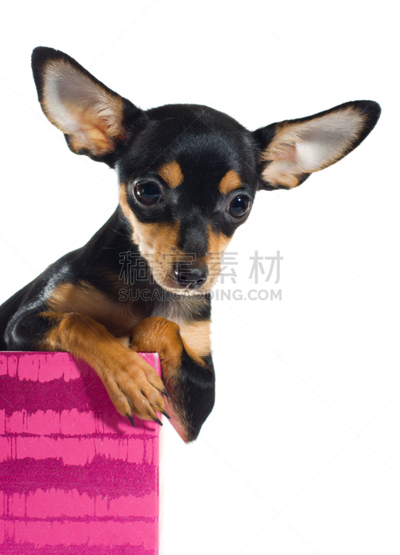 toy terrier,垂直画幅,褐色,小的,可爱的,梗犬,小狗,明亮,幽默,等