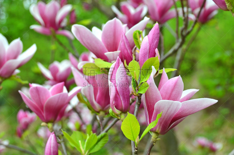 玉兰类,粉色,花朵,公园,芳香的,水平画幅,无人,户外,植物,枝