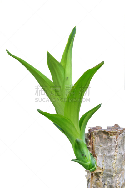 植物学,心脏移植术,移植手术,树苗,垂直画幅,枝繁叶茂,泥土,特写,想法,青年人
