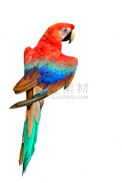 鸟类,金刚鹦鹉,多色的,动物背脊,分离着色,侧面像,翎毛,尼斯,垂直画幅,无人
