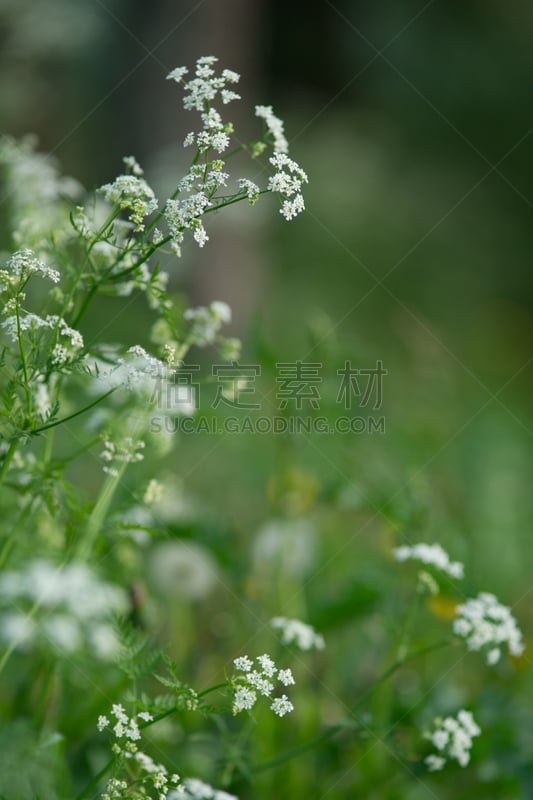 峨参,自然,垂直画幅,绿色,无人,夏天,户外,草,春天,田地