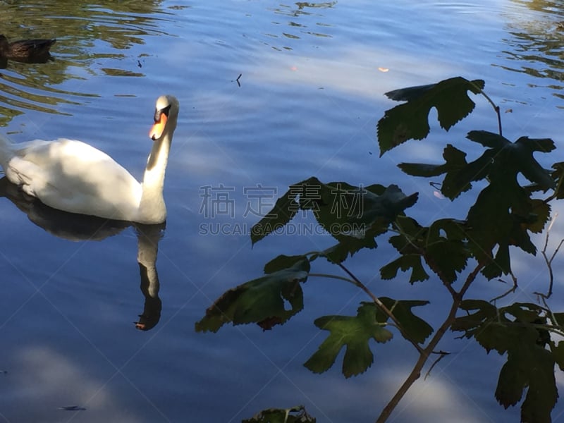 天鹅,白色,水,水平画幅,无人,情人节,鸟类,动物习性,野外动物,户外