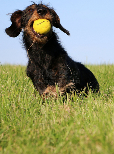 Rauhaardackel mit einem Ball
