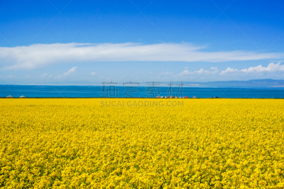 青海湖,风景,俄亥俄河,青海省,油菜花,水,天空,留白,水平画幅,无人
