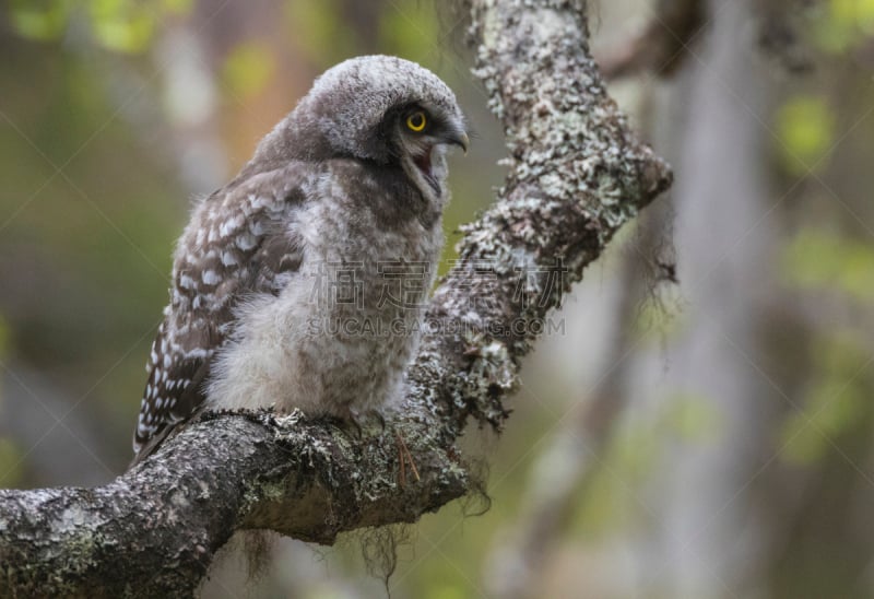 hawk owl,猫头鹰,老鹰,少年早期,自然,野生动物,食肉鸟,水平画幅,地形,景观设计