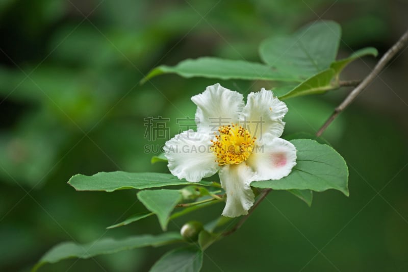 日本紫茎植物,茶花,白色,植物,水平画幅,无人,日本,夏天,神奈川县,摄影