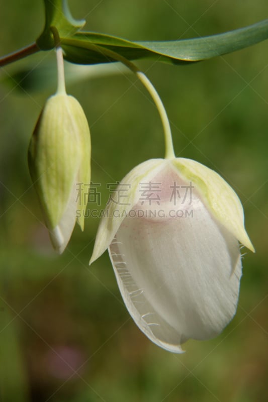 野生植物,垂直画幅,花蕾,春天,无人,内华达县,加利福尼亚,花朵,野花