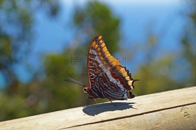 蝴蝶,羚牛,mariposa grove,无人,自然,2015年,图像,夏天,户外,水平画幅