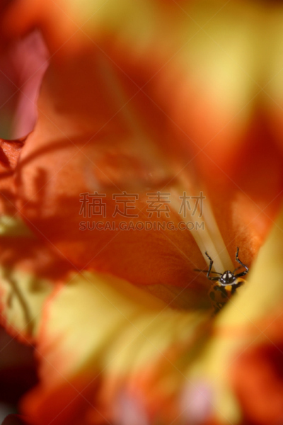 仅一朵花,甲虫,中心,垂直画幅,动物身体部位,harlequin bug,瓢虫,大特写,共生关系,花粉
