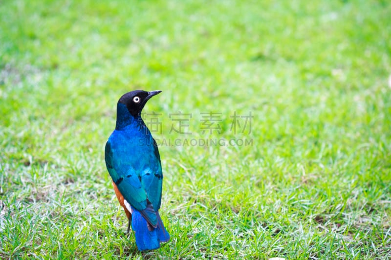 superb starling,草,裕廊飞禽公园,吉隆坡,水平画幅,无人,鸟类,野外动物,户外,马来西亚