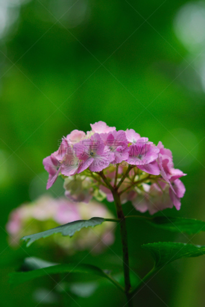 八仙花属,垂直画幅,植物,无人,亚洲,东京,日本,关东地区,日野,摄影