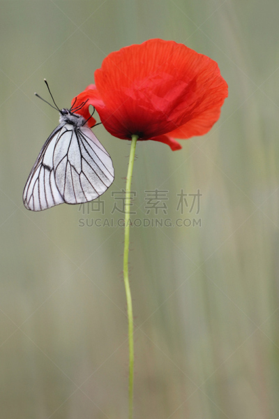 黑脉纹白蝴蝶,自然,垂直画幅,野生动物,蝴蝶,无人,夏天,野生植物,野花,草本