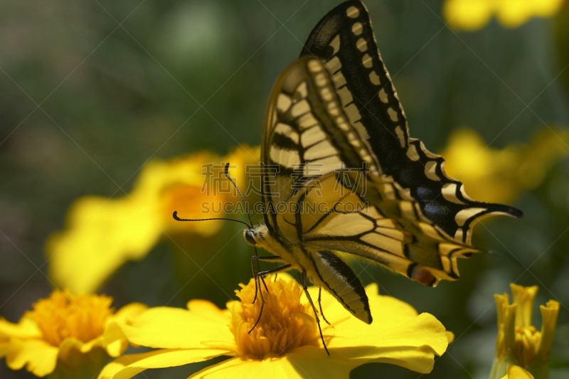 凤尾蝶,clouded yellow butterfly,水平画幅,蝴蝶,无人,黄色,大特写,喂养,哺乳,摄影