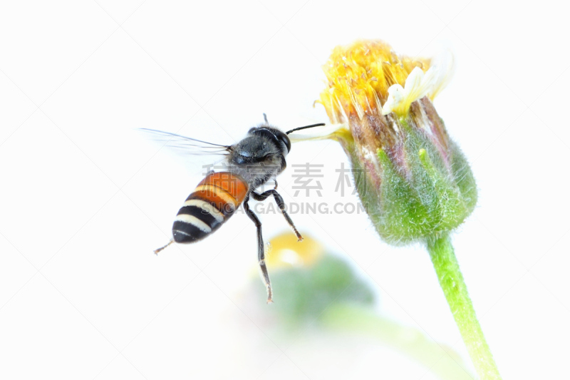 蜜蜂,分离着色,白色背景,非洲杀人蜂,蜜蜂服,伞形科,大黄蜂,杀虫剂,油菜花,花粉