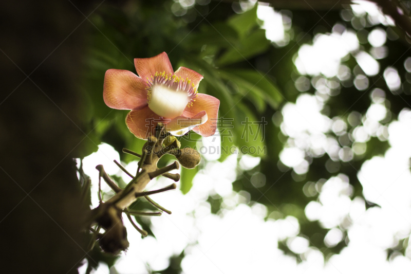 接力赛,咖啡豆,公园,芳香的,水平画幅,异国情调,户外,尤脑香科树,仅一朵花,混合动力车