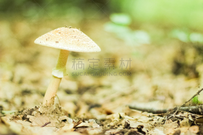 蘑菇,鹅膏菌,毒蝇菇,伞形毒菌,毒蘑菇,水平画幅,草,特写,树林,食用菌