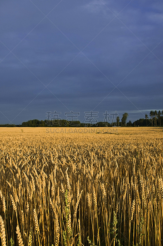 田地,小麦,垂直画幅,天空,无人,玉米,夏天,户外,八月,农作物