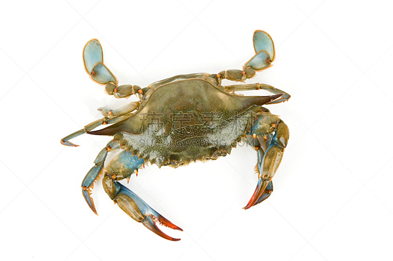 蓝蟹,螃蟹,水平画幅,生食,白色背景,海产,背景分离,食品,影棚拍摄,爪