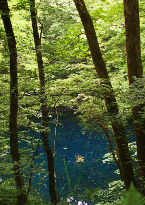 池塘,绿色,清新,白神山地,青森县,东北片区,自然,垂直画幅,水,旅游目的地