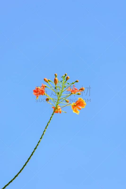 仅一朵花,孔雀,俄亥俄河,天空,特写,蓝色,云实,巴巴多斯,垂直画幅,美