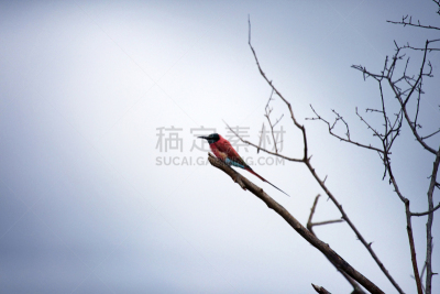 肯尼亚,鸟类,干的,自然美,翠鸟,德里,美,水平画幅,户外,特写